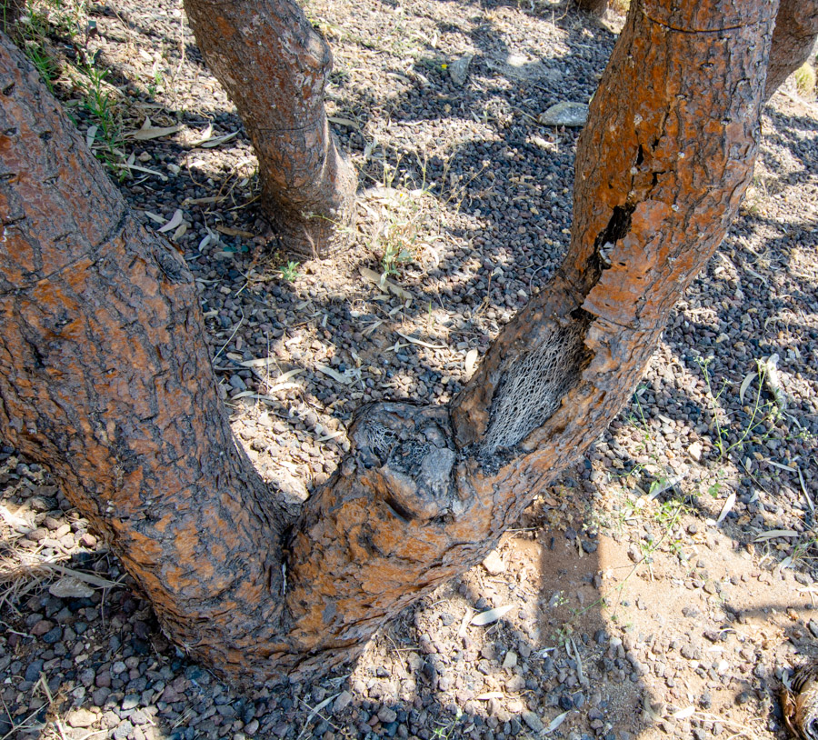 Image of Opuntia tomentosa specimen.