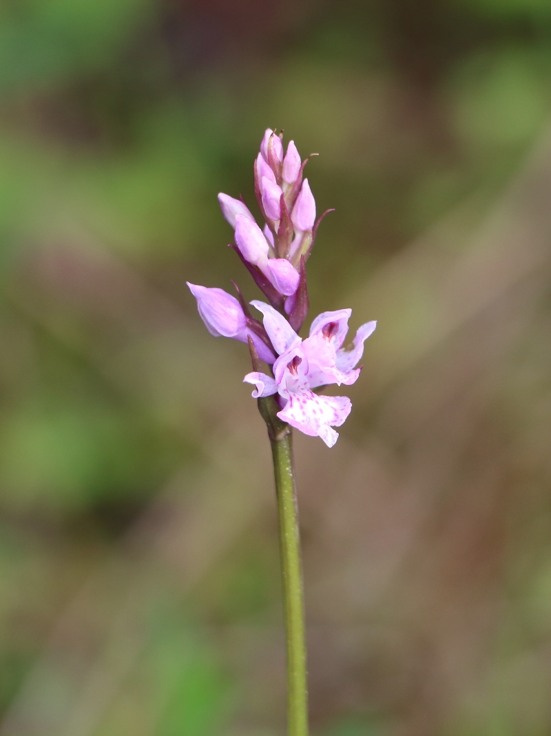 Изображение особи род Dactylorhiza.