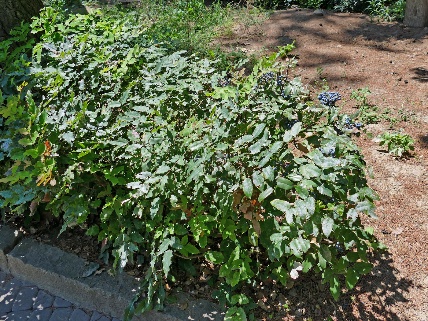 Image of Mahonia aquifolium specimen.