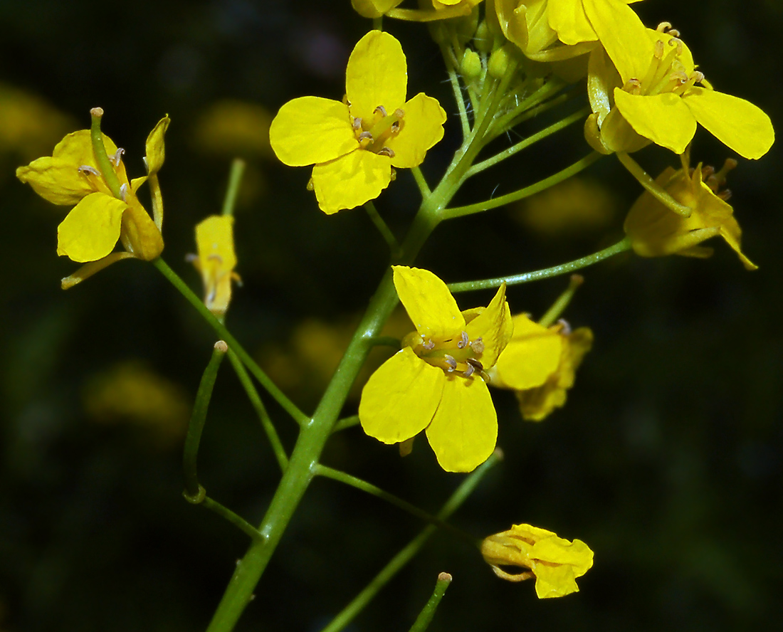 Image of Sisymbrium loeselii specimen.