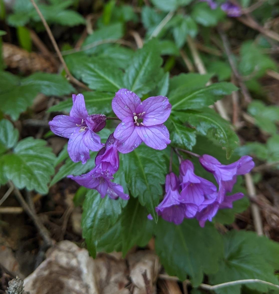 Image of Cardamine glanduligera specimen.