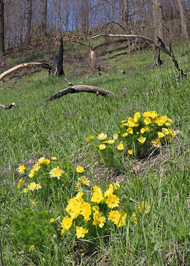 Image of Adonis vernalis specimen.