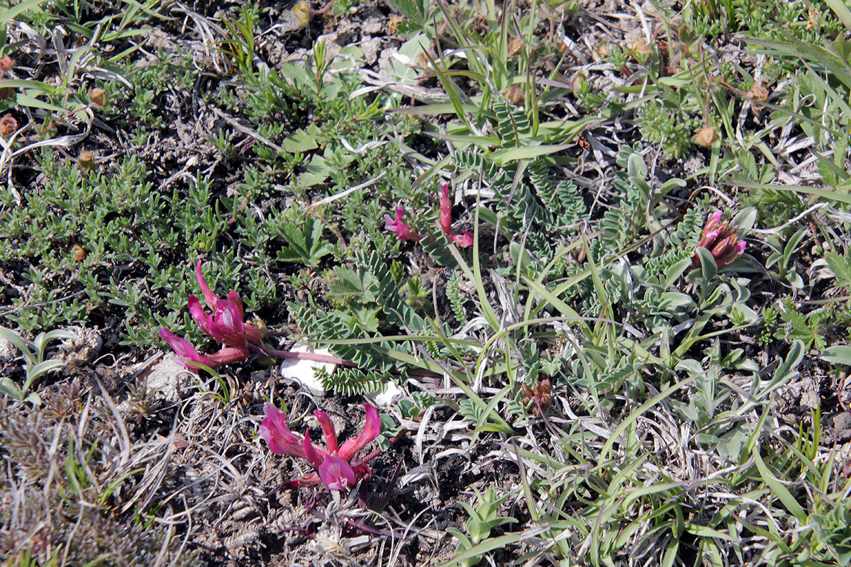 Image of genus Astragalus specimen.