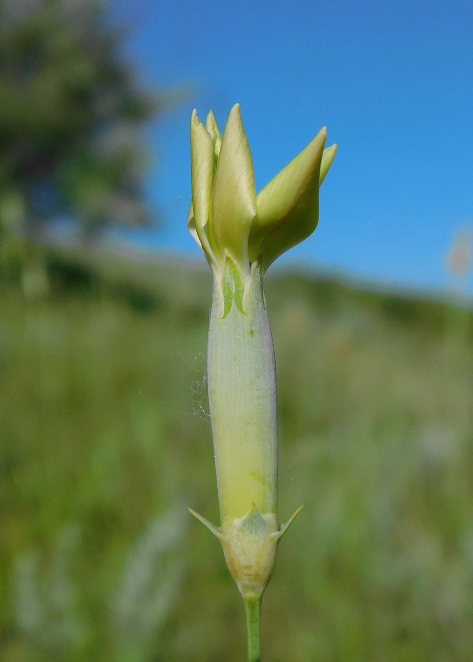 Image of Dianthus lanceolatus specimen.