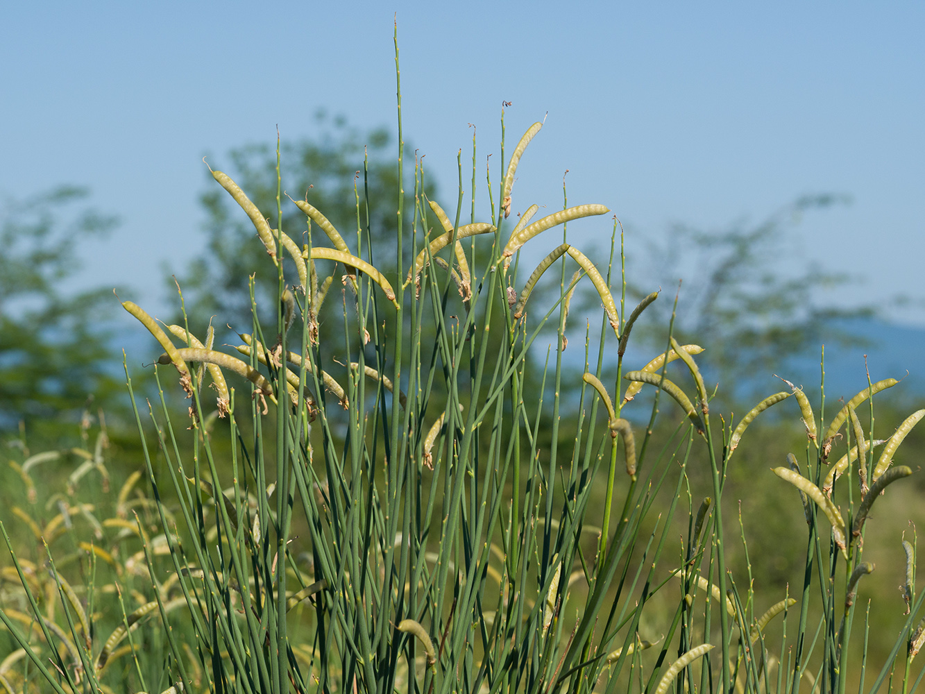 Image of Spartium junceum specimen.