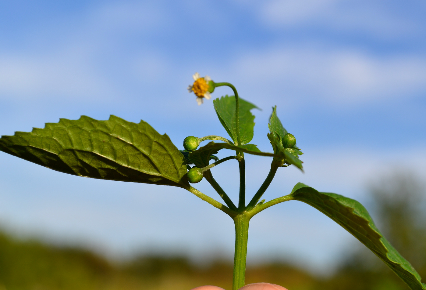 Изображение особи Galinsoga parviflora.