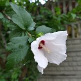 Hibiscus syriacus. Верхушка побега с цветком. Крым, Южный Берег, г. Алушта, в культуре. 13.07.2021.