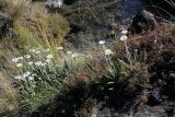 семейство Asteraceae. Цветущие растения. Новая Зеландия, р-н Уаикато, национальный парк \"Tongariro\". 22.12.2013.