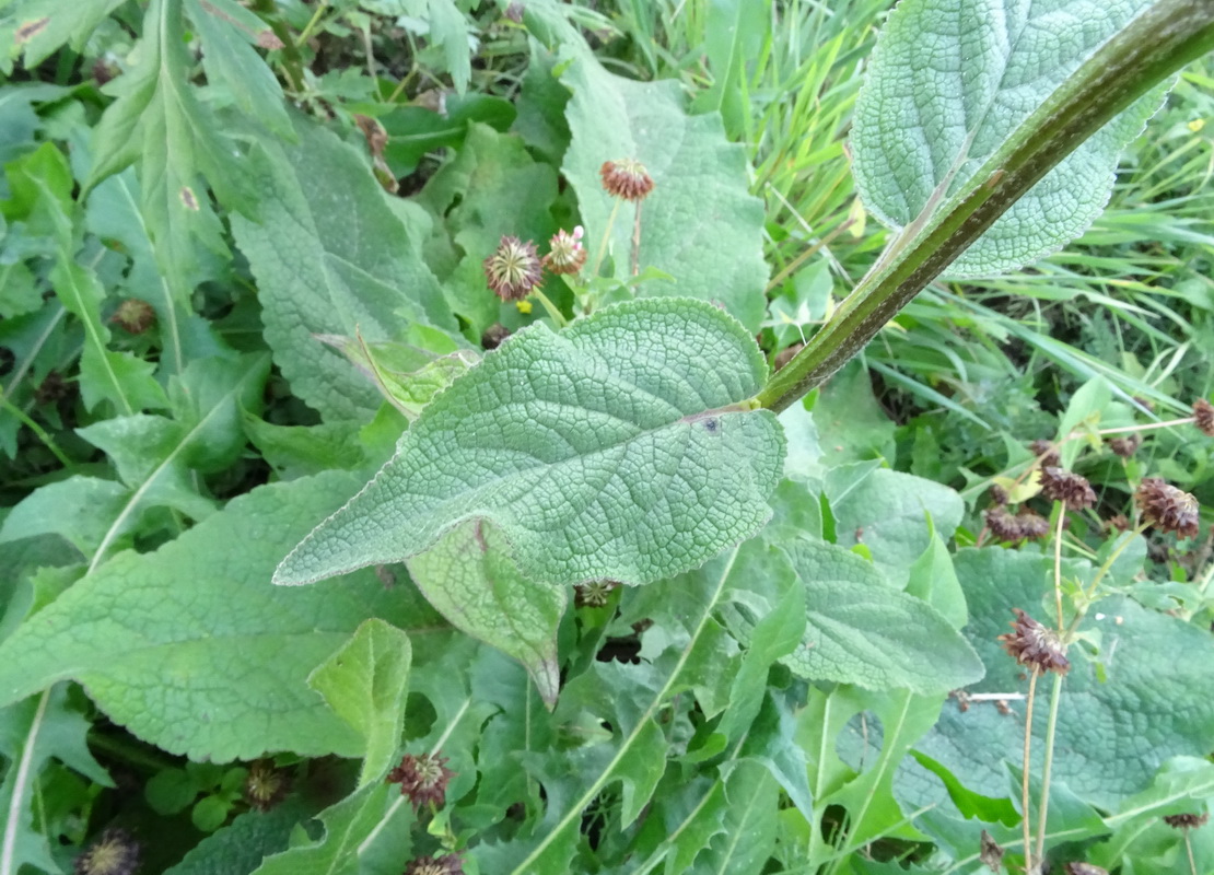 Изображение особи Verbascum nigrum.