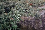 genus Cotoneaster. Цветущее растение. Бутан, дзонгхаг Пунакха, национальный парк \"Royal Botanical\". 03.05.2019.