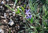 Vinca herbacea