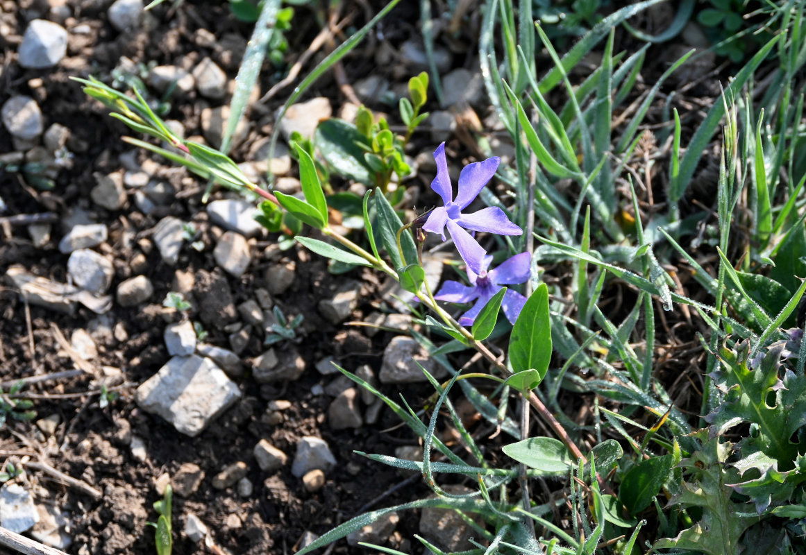 Изображение особи Vinca herbacea.