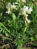 Oxytropis sordida