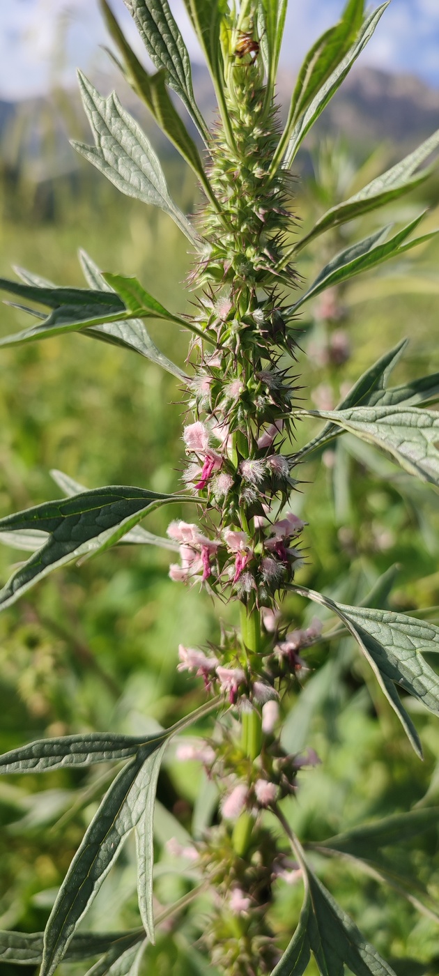 Изображение особи Leonurus turkestanicus.