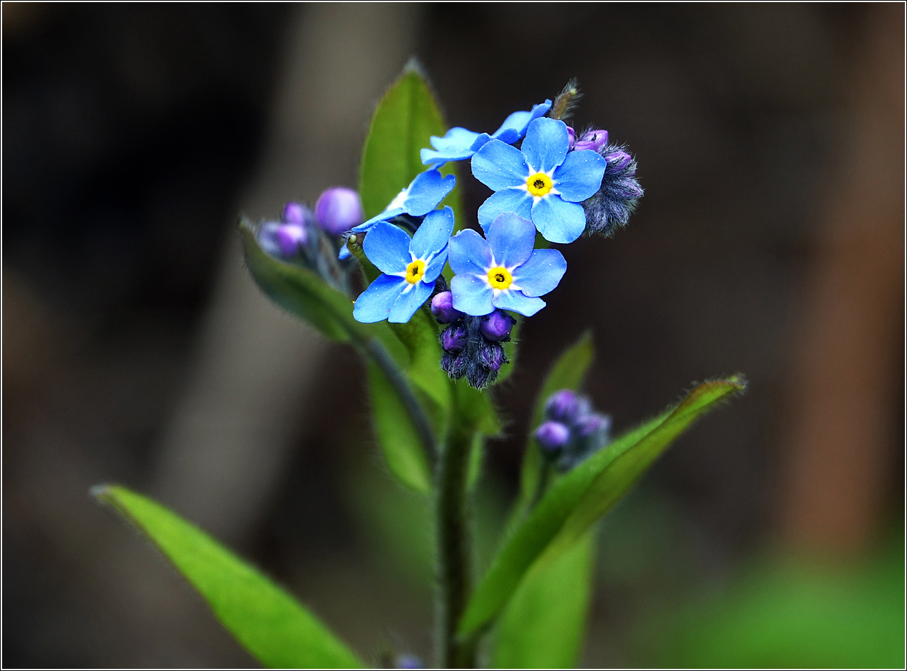 Image of Myosotis sylvatica specimen.