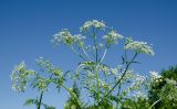 Anthriscus sylvestris