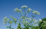 Anthriscus sylvestris. Верхушка цветущего растения. Пермский край, Александровский муниципальный округ, пос. Камень, дол. р. Яйва, береговая терраса, разнотравно-злаковый луг. 13 июня 2022 г.