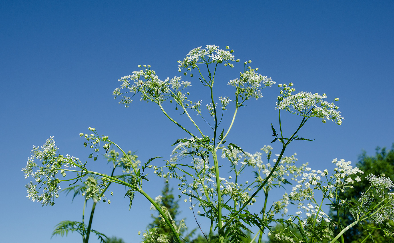 Изображение особи Anthriscus sylvestris.