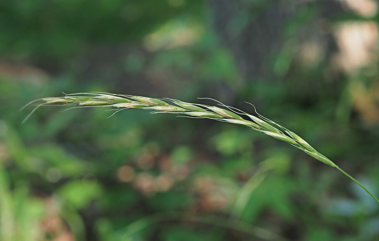 Изображение особи Elymus caninus.