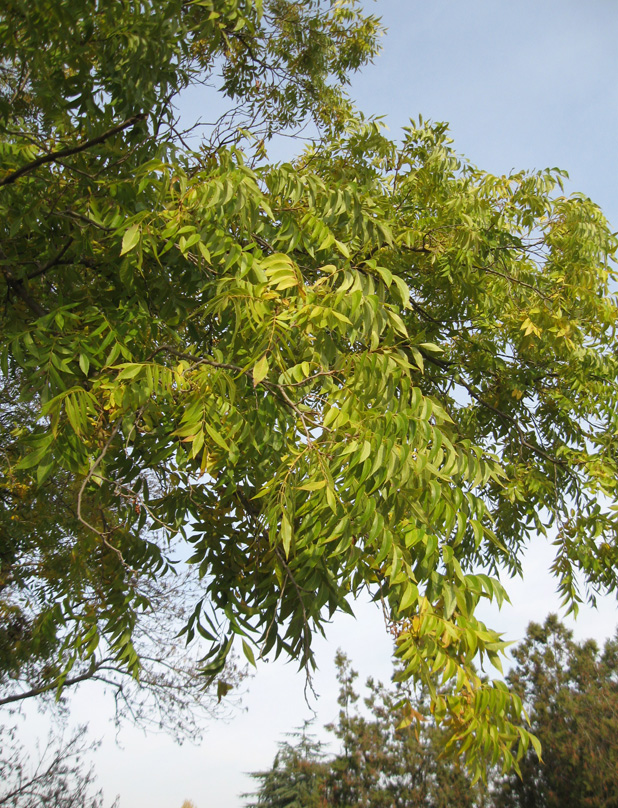 Изображение особи Carya illinoinensis.