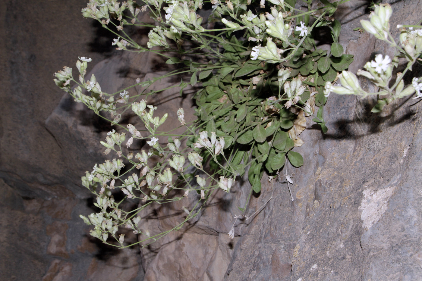 Image of Silene michelsonii specimen.