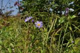 Aster maackii