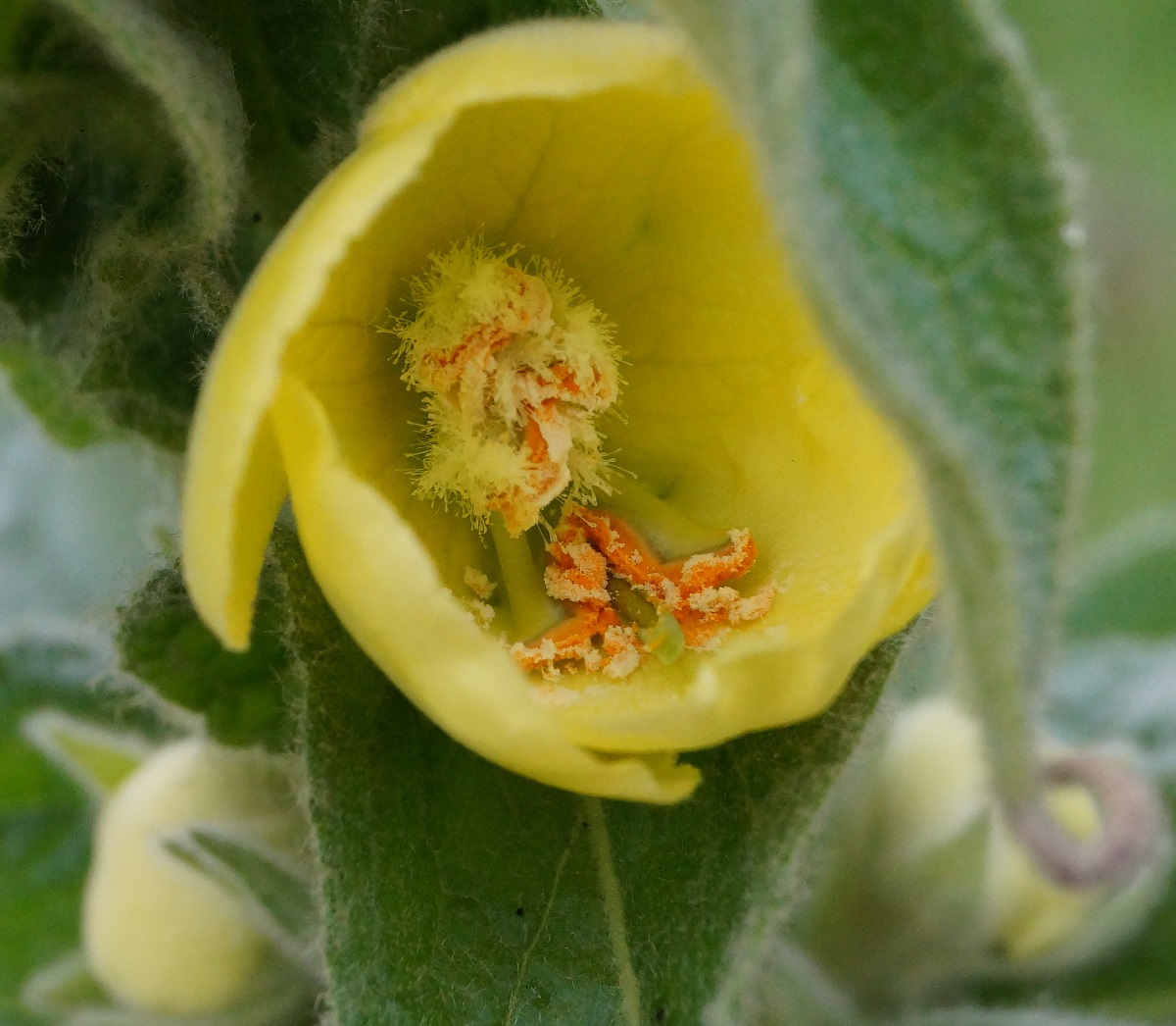 Image of Verbascum densiflorum specimen.