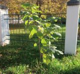 Catalpa bignonioides