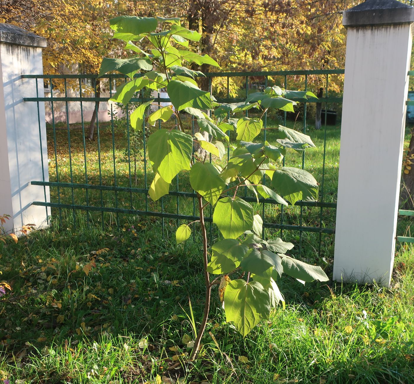 Image of Catalpa bignonioides specimen.