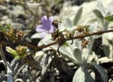 Campanula taurica. Часть побега с цветком и бутоном. Крым, г. Симферополь, окр. мкр-на Пневматика, куэста, каменистая осыпь. 29.08.2020.