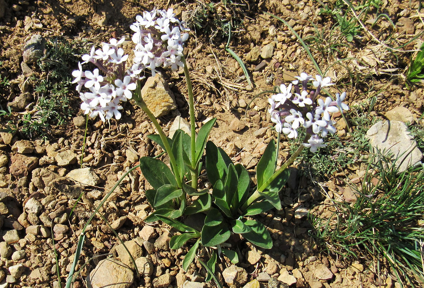 Image of Valeriana chionophila specimen.