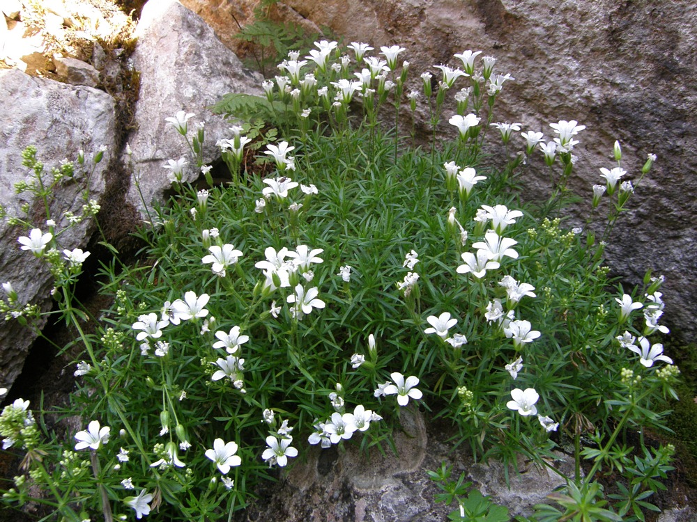 Image of Minuartia taurica specimen.