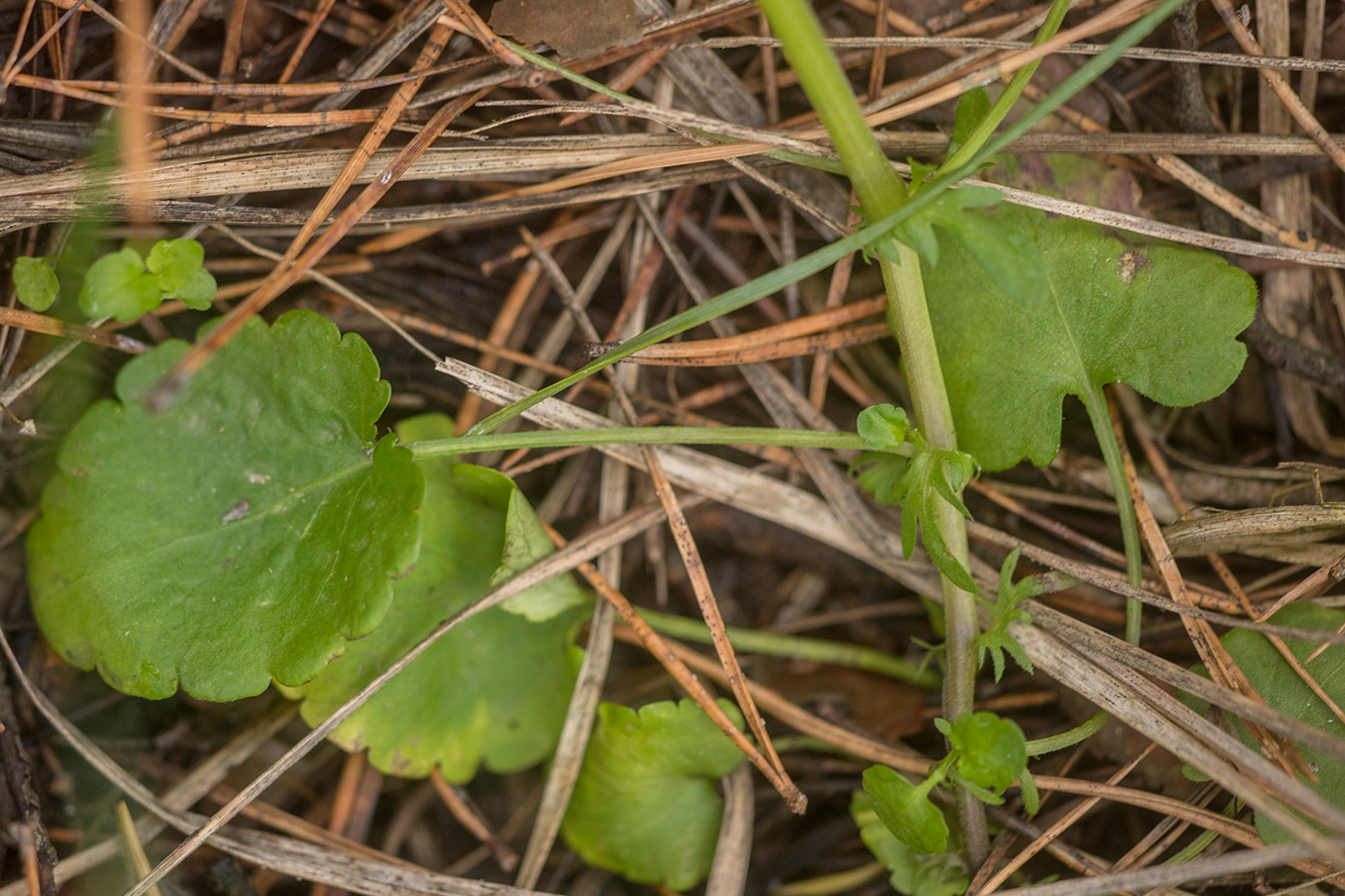 Image of genus Viola specimen.