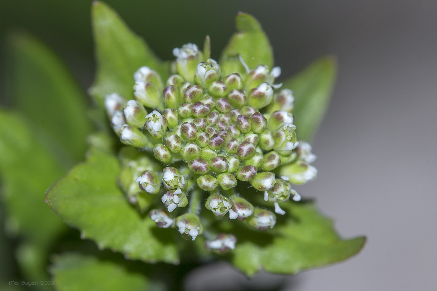 Изображение особи Lepidium campestre.