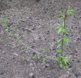 Populus longifolia