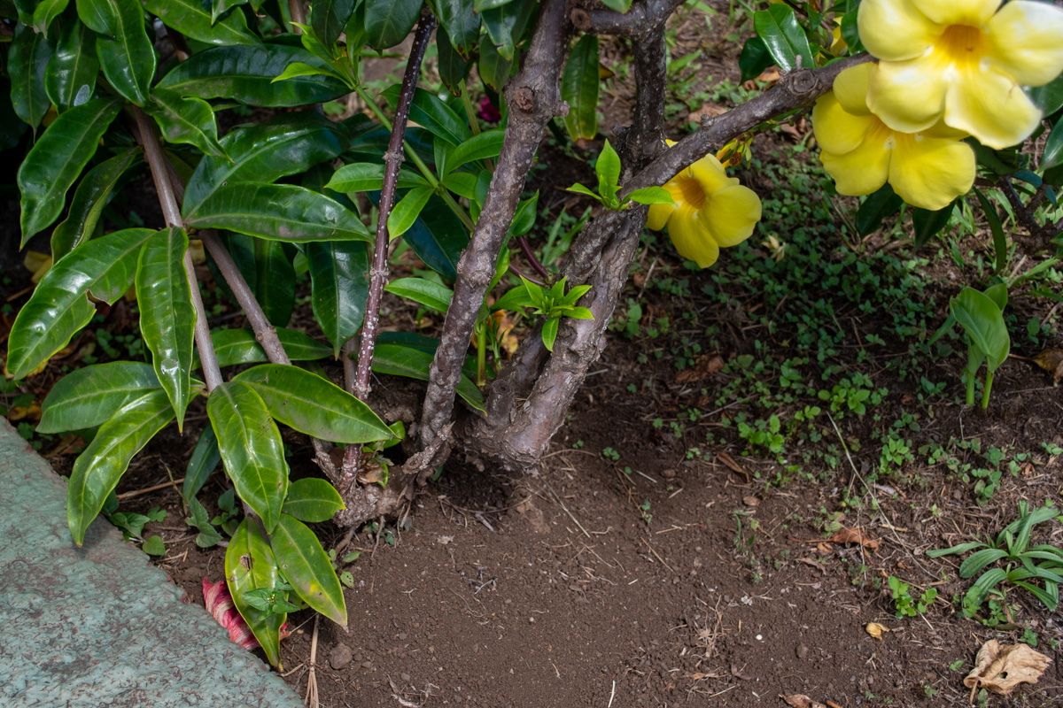 Image of Allamanda schottii specimen.