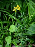 Lathyrus pratensis. Верхушка цветущего растения. Грузия, Имеретия, окр. водопада Ламина, опушка широколиственного леса. 15.06.2023.