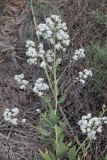 Lepidium obtusum. Верхушка побега с соцветиями. Узбекистан, Ферганская обл., 5 км СЗ г. Коканд, Кокандские пески, закреплённые пески. 18 мая 2023 г.