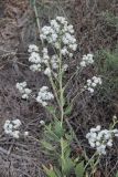 Lepidium obtusum