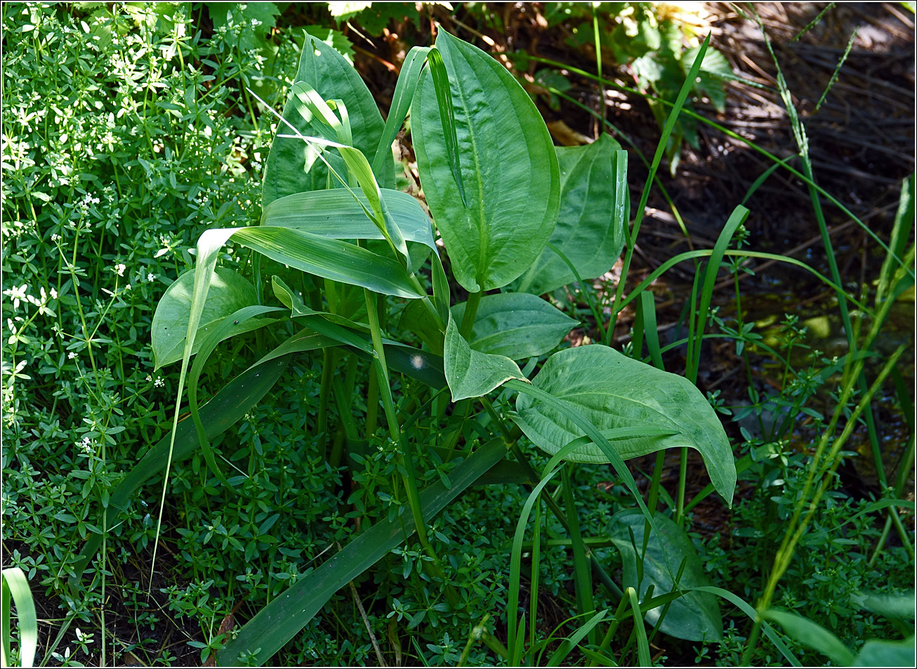 Image of Alisma plantago-aquatica specimen.