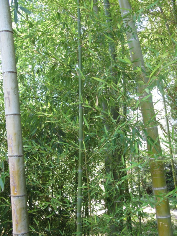 Изображение особи Phyllostachys pubescens.