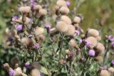 Cirsium arvense