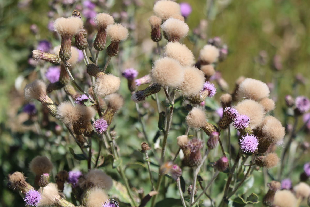 Изображение особи Cirsium arvense.