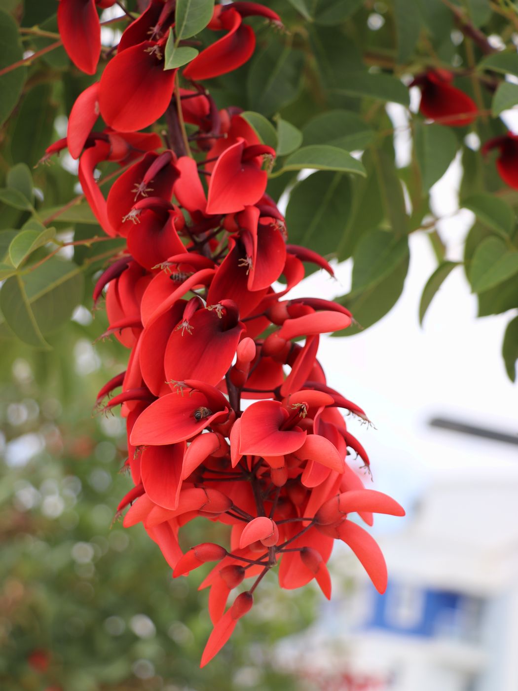 Изображение особи Erythrina crista-galli.