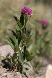 Trifolium alpestre. Цветущее растение. Кабардино-Балкария, Эльбрусский р-н, долина р. Ирик, каменистый склон. 20.08.2023.