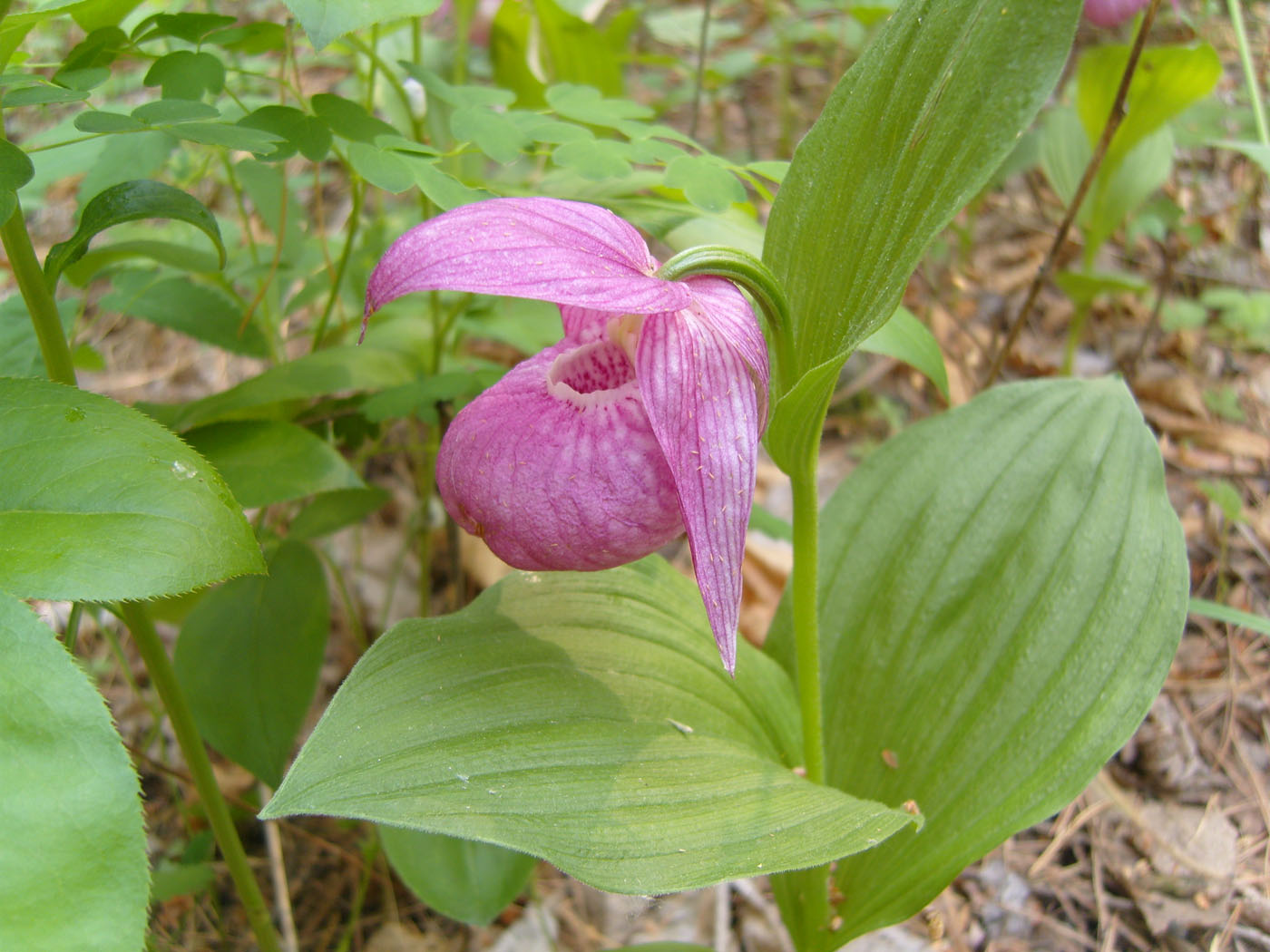 Image of Cypripedium macranthos specimen.