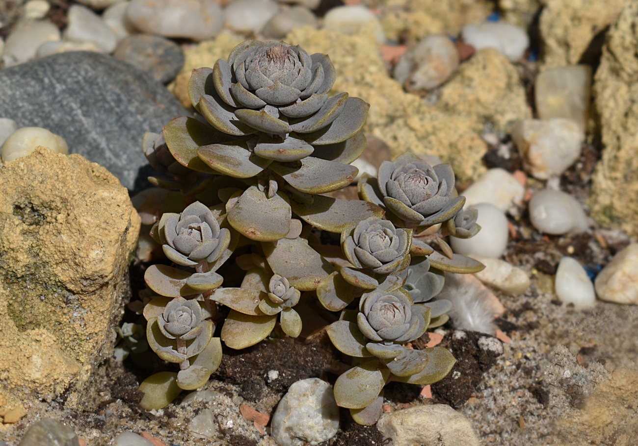 Image of Orostachys malacophylla specimen.