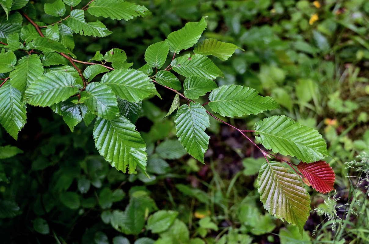 Изображение особи Carpinus betulus.