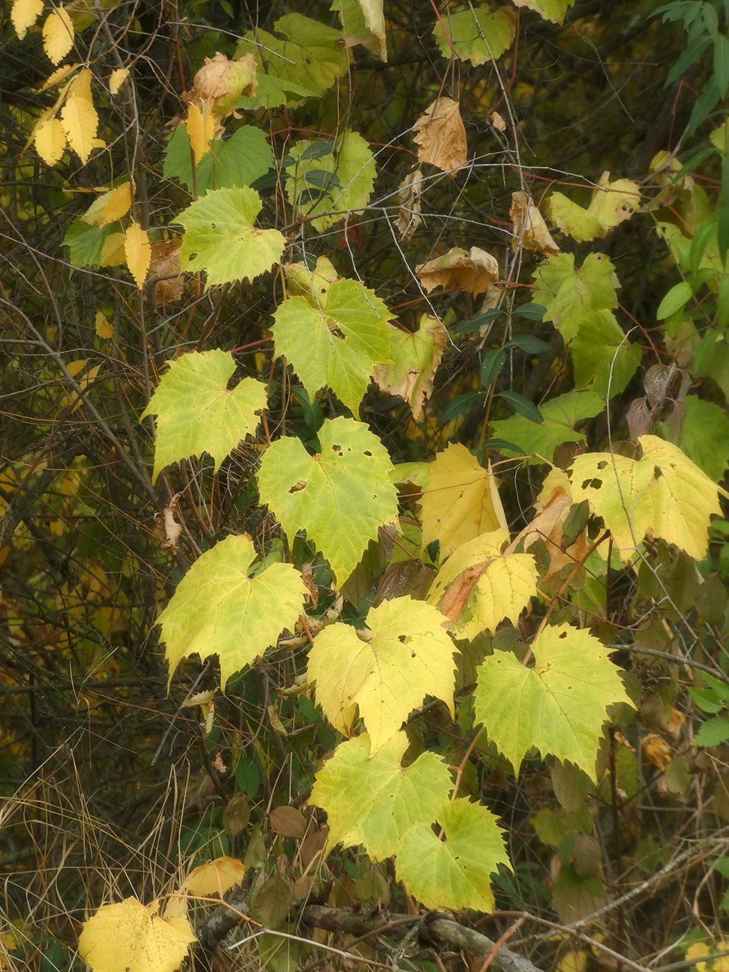 Изображение особи Vitis vinifera.