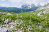 Heracleum freynianum. Вегетирующее растение. Адыгея, Кавказский биосферный заповедник, гора Гузерипль, южный склон, ≈ 2100 м н.у.м., образовавшаяся в результате оползня 2012 г. зарастающая крупнокаменистая осыпь. 28.06.2023.